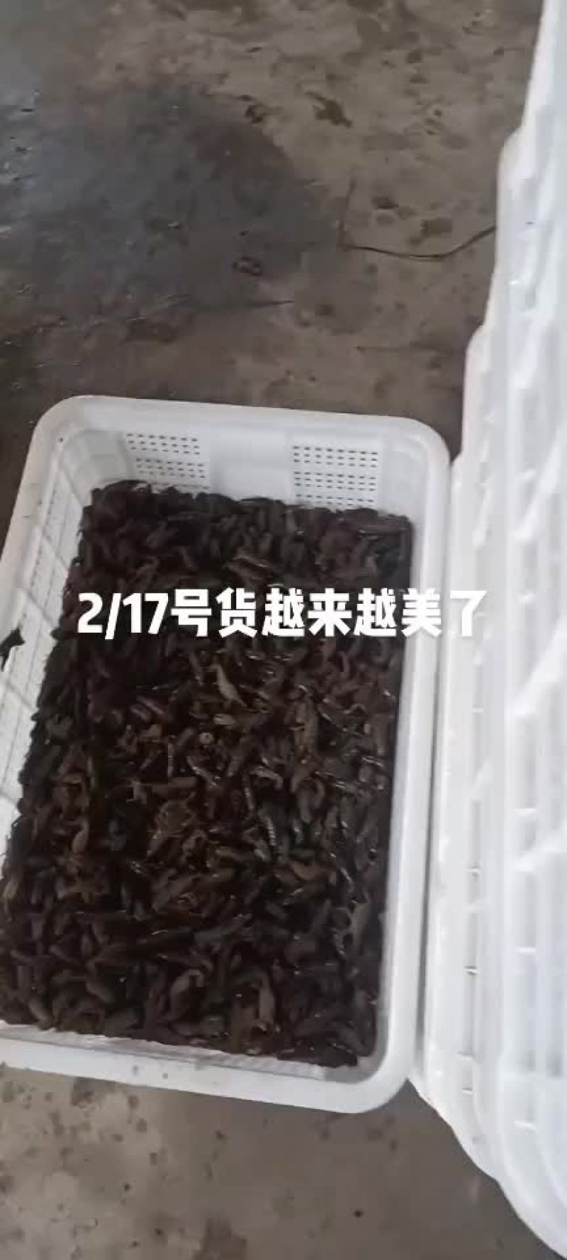湖北潜江大型小龙虾养殖基地对外出售小龙虾苗。
