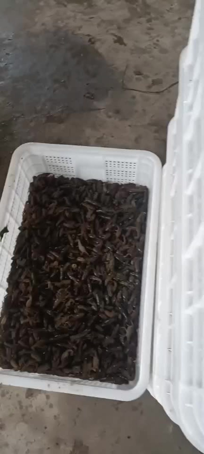 湖北潜江大型小龙虾养殖基地对外出售小龙虾苗。
