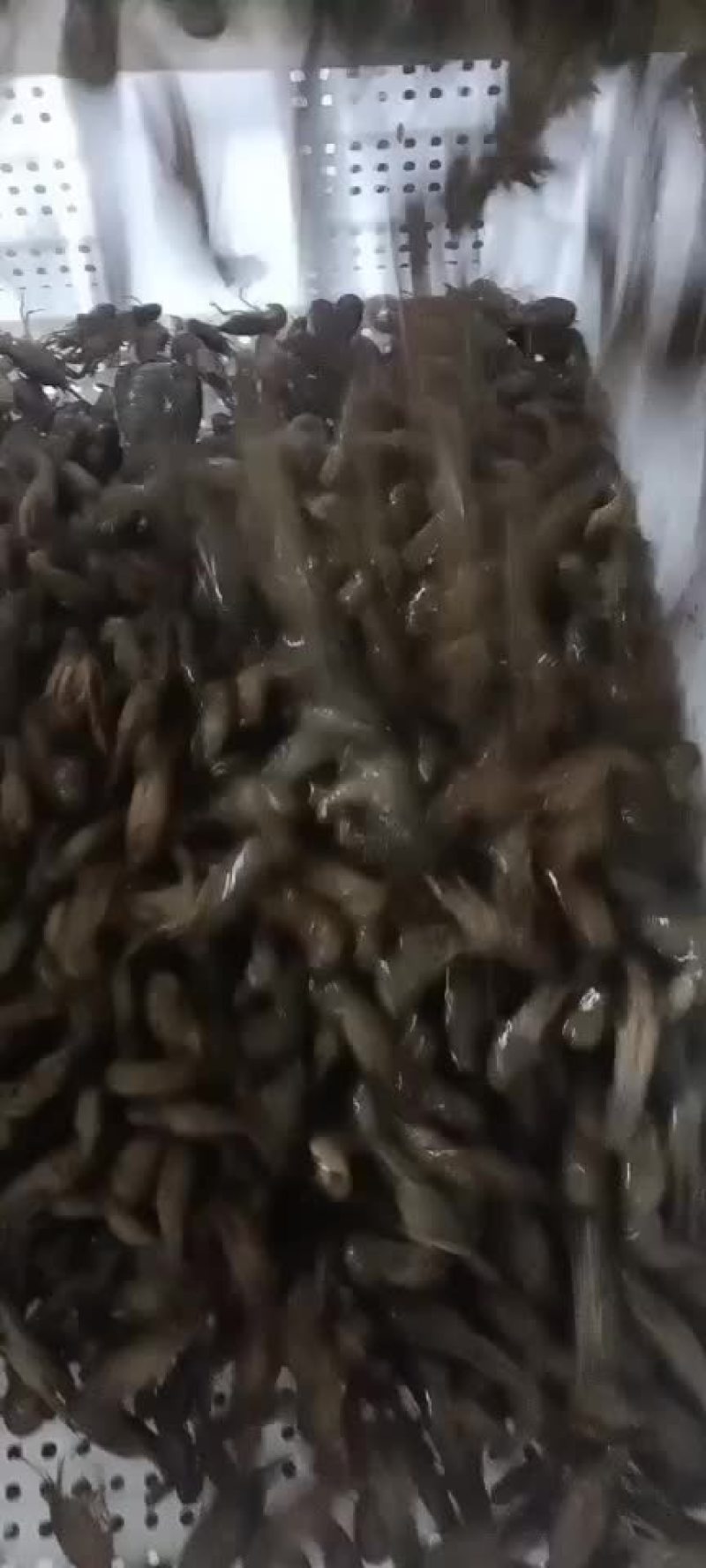 湖北潜江大型小龙虾养殖基地对外出售小龙虾苗。