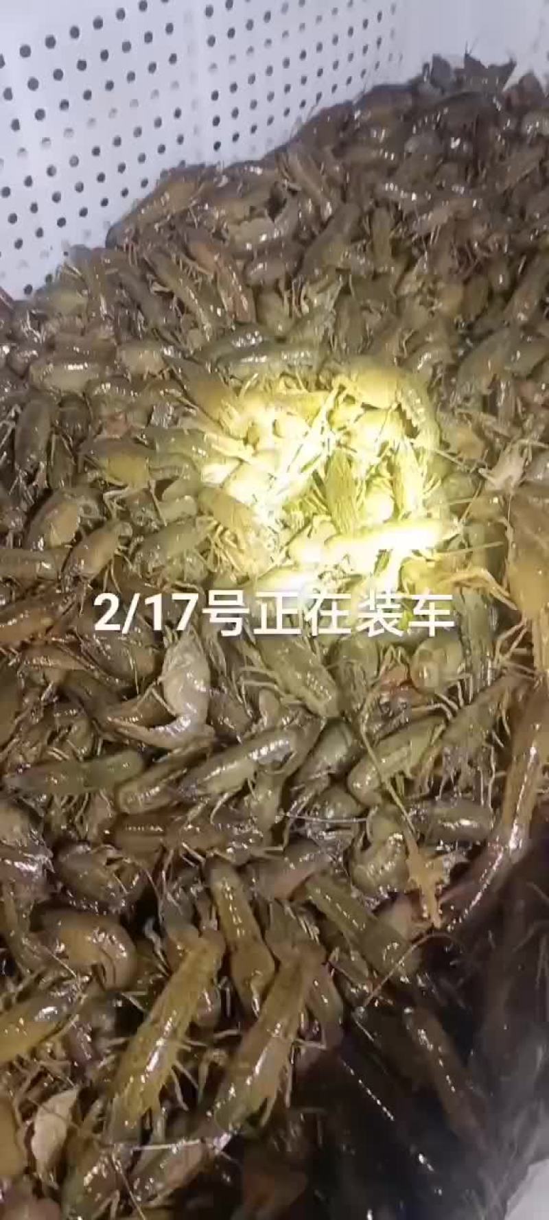 湖北潜江大型小龙虾养殖基地对外出售小龙虾苗。