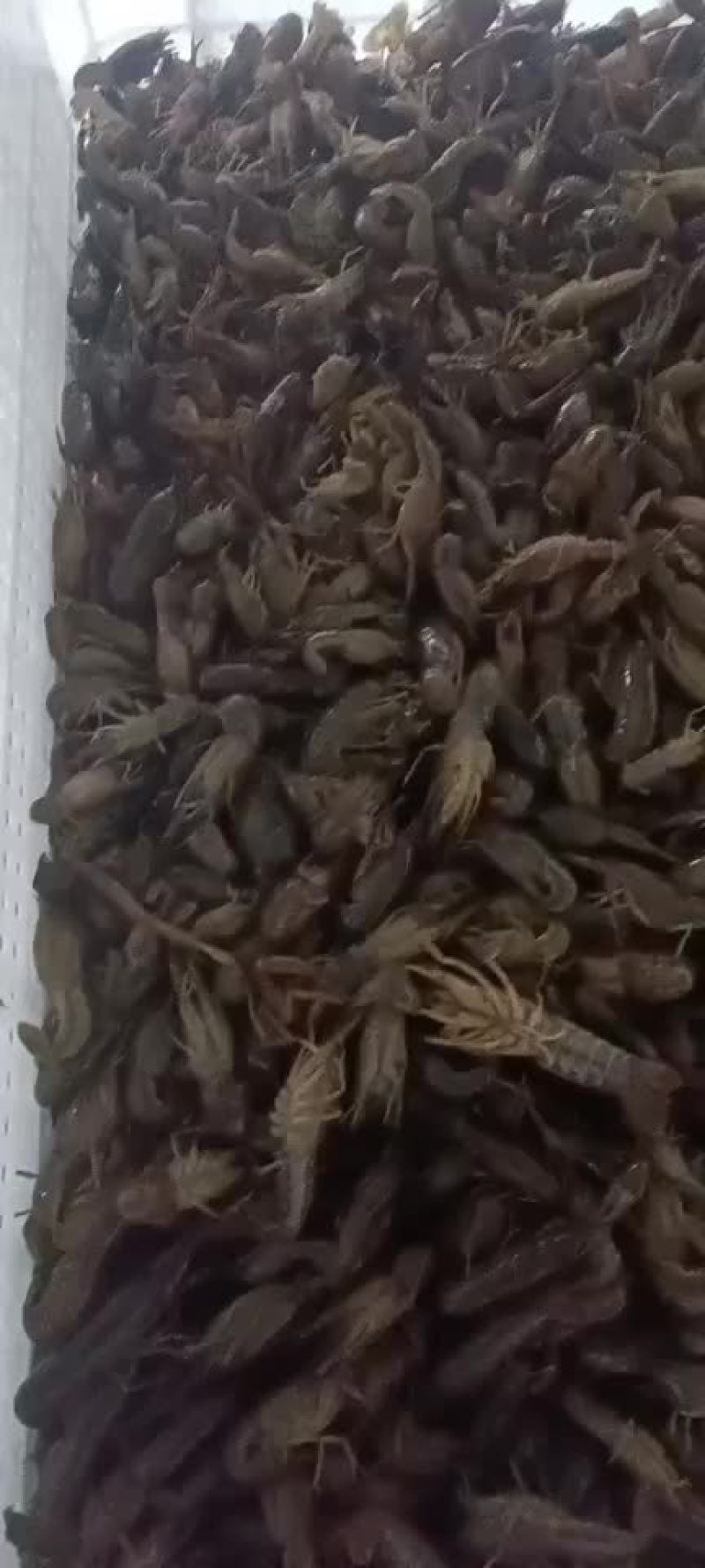 湖北潜江大型小龙虾养殖基地对外出售小龙虾苗。
