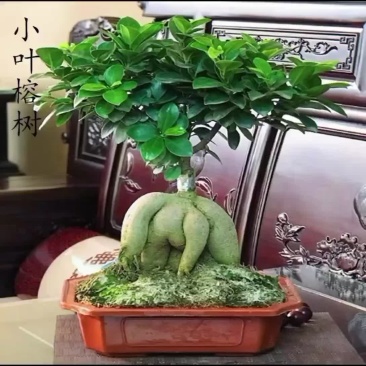 榕树盆景人参榕