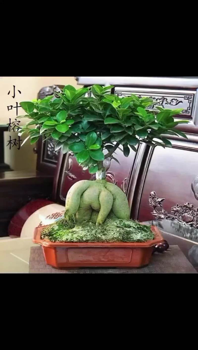 榕树盆景人参榕