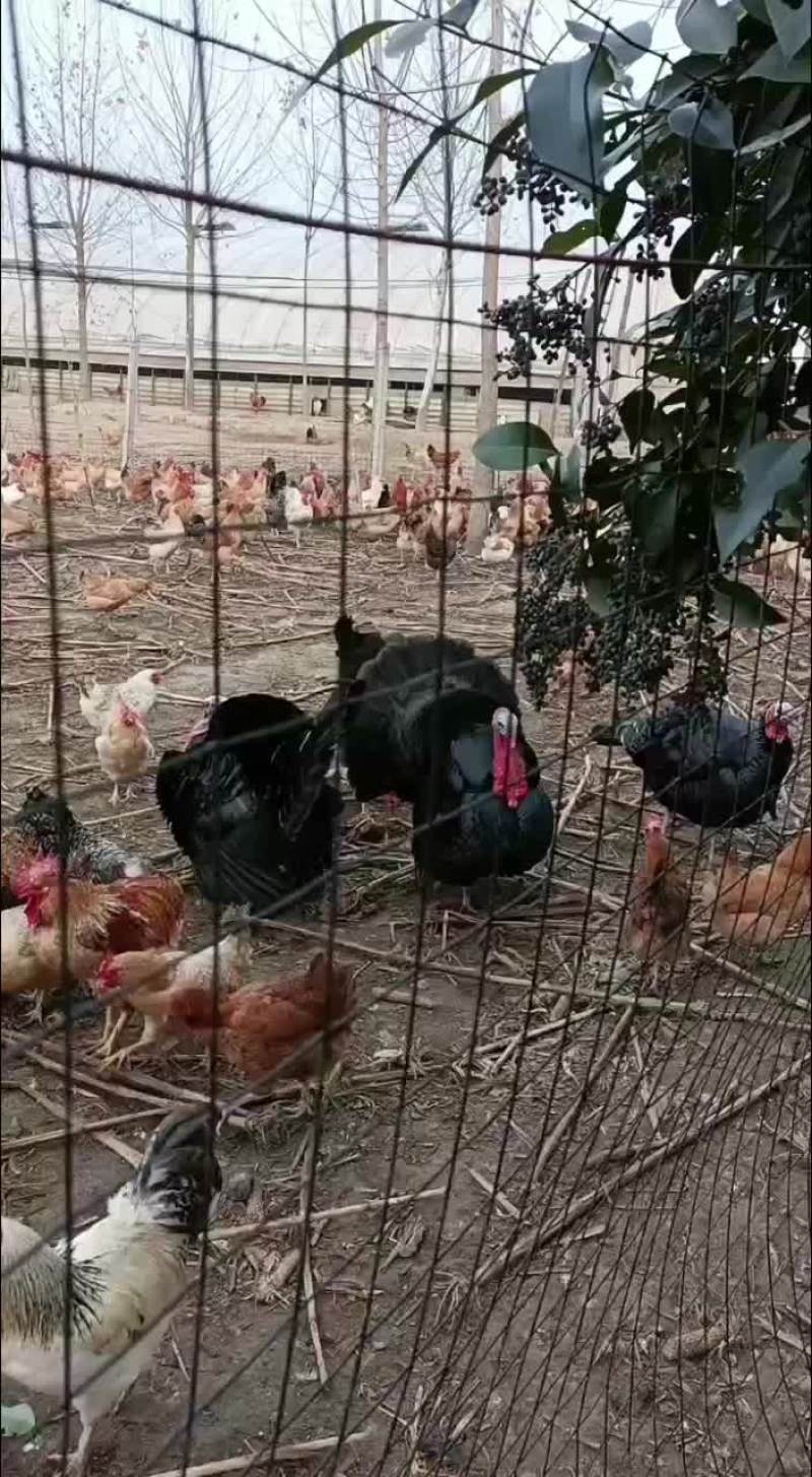 五黑一绿，花柴，黑羽绿壳，黄羽绿壳，红瑶，淮南王等种蛋。