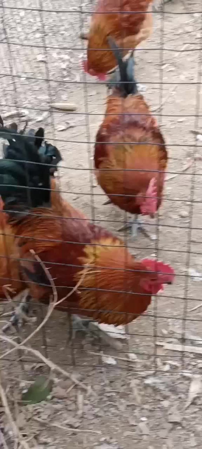 五黑一绿，花柴，黑羽绿壳，黄羽绿壳，红瑶，淮南王等种蛋。