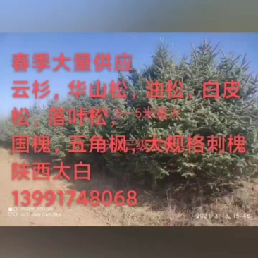 春季绿化苗木供应
