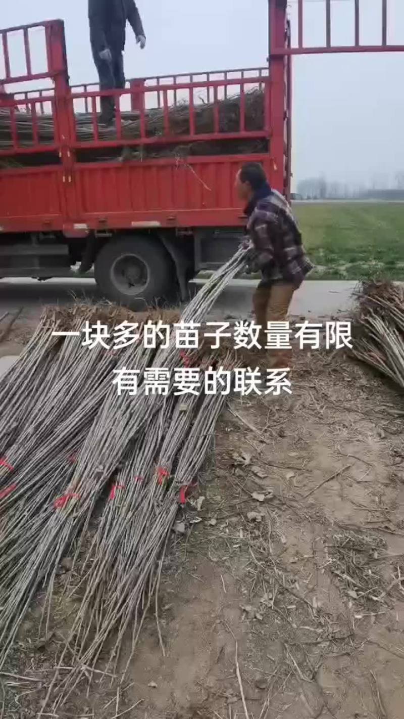 一块多包上车无任何费用107杨树苗