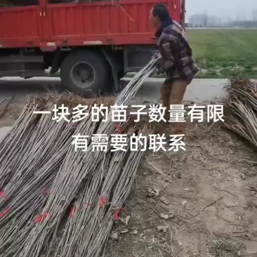 一块多包上车无任何费用107杨树苗