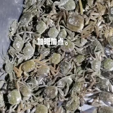 五母七公大亲本。诚信经营，不吹嘘，挂笼可带客户实地查看。