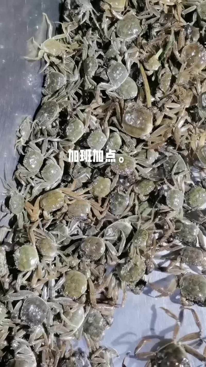 五母七公大亲本。诚信经营，不吹嘘，挂笼可带客户实地查看。
