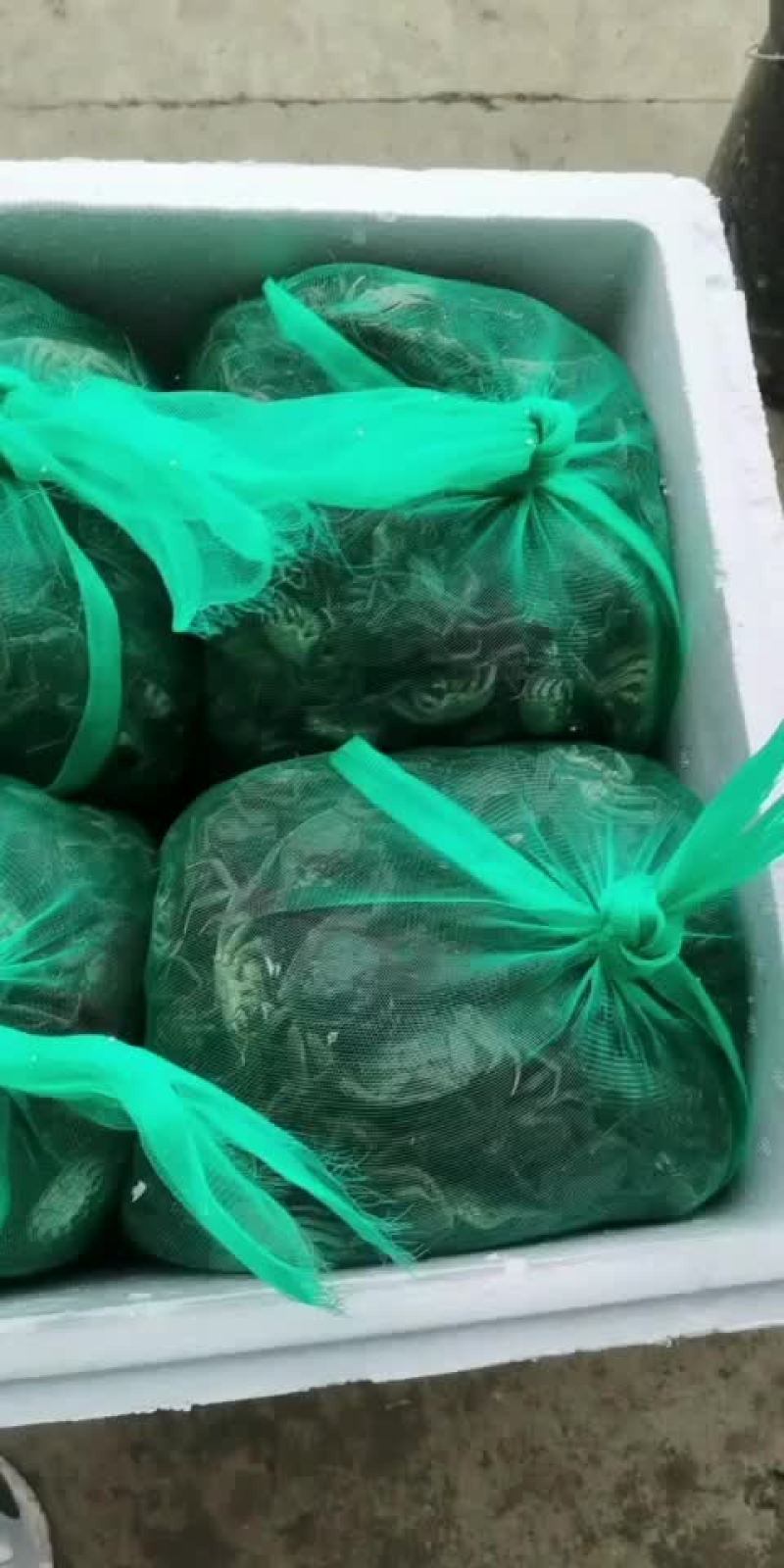 五母七公大亲本。诚信经营，不吹嘘，挂笼可带客户实地查看。
