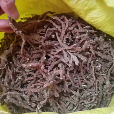 石菖蒲干货大量供应