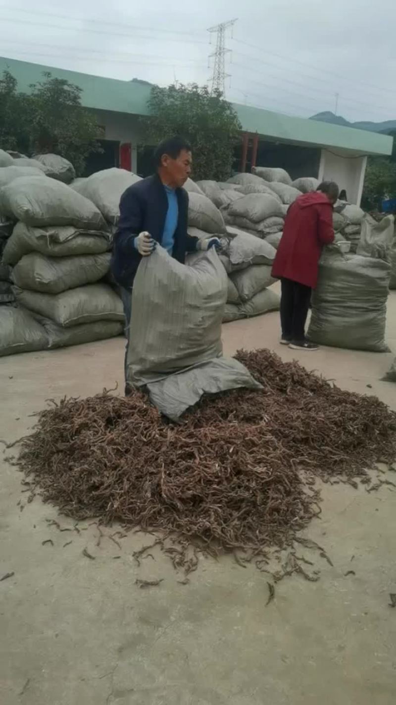 石菖蒲干货大量供应