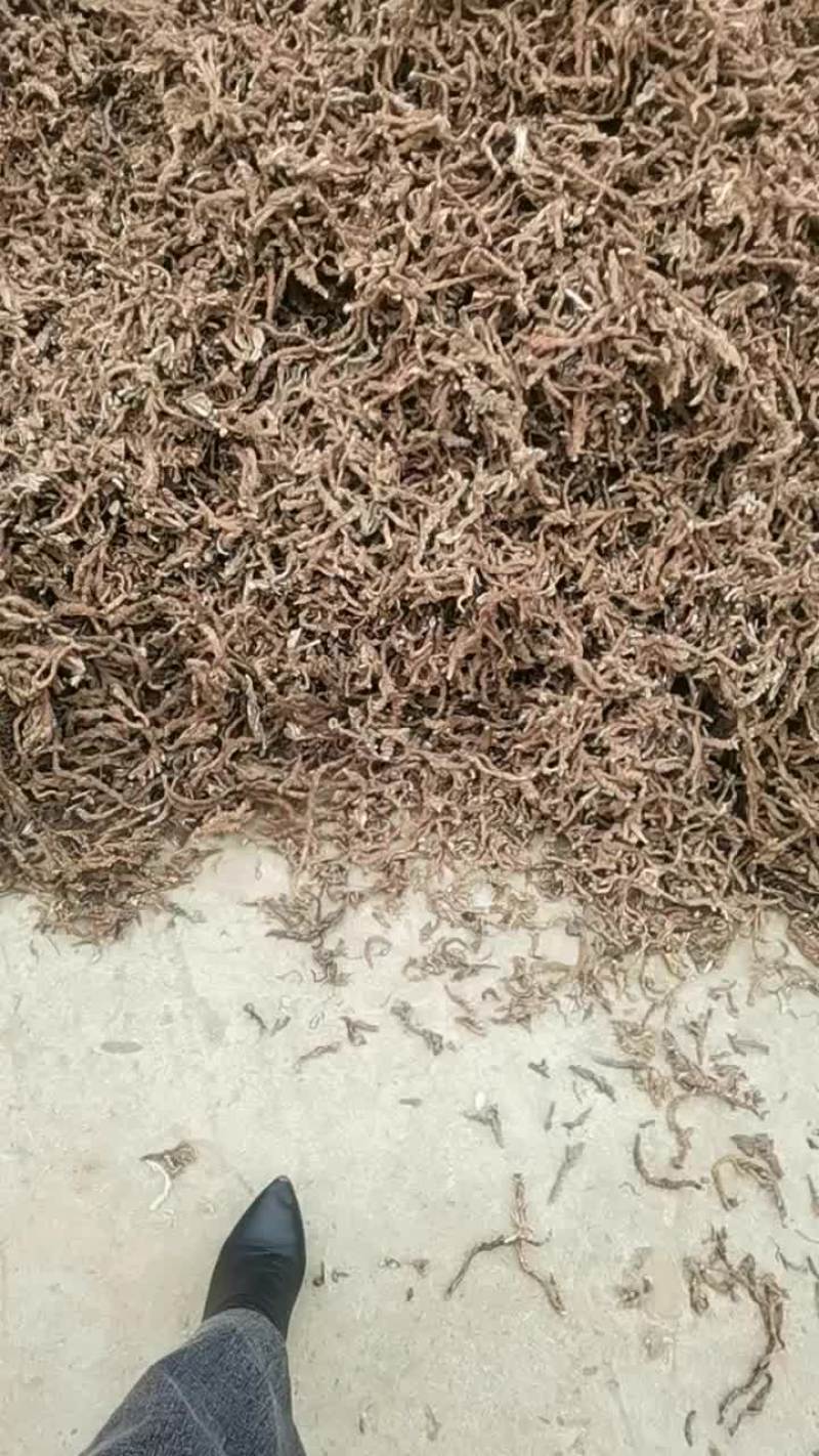 石菖蒲干货大量供应
