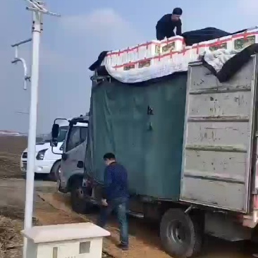 大量供应羊角蜜甜瓜保证客户放心，实施一条龙服务，童叟无欺