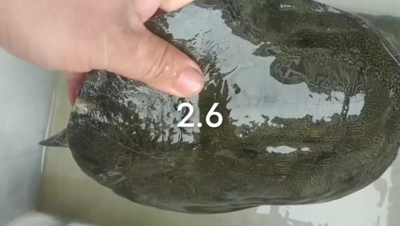 纯野生甲鱼