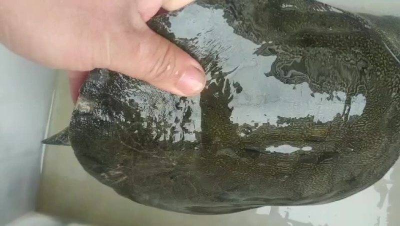 纯野生甲鱼