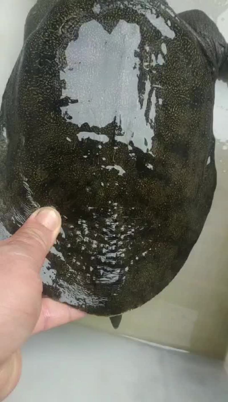 纯野生甲鱼