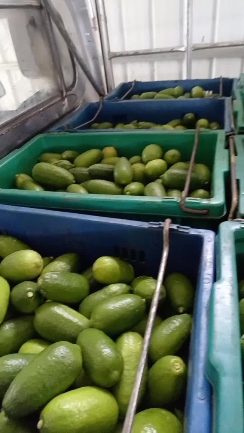 海南香水柠檬