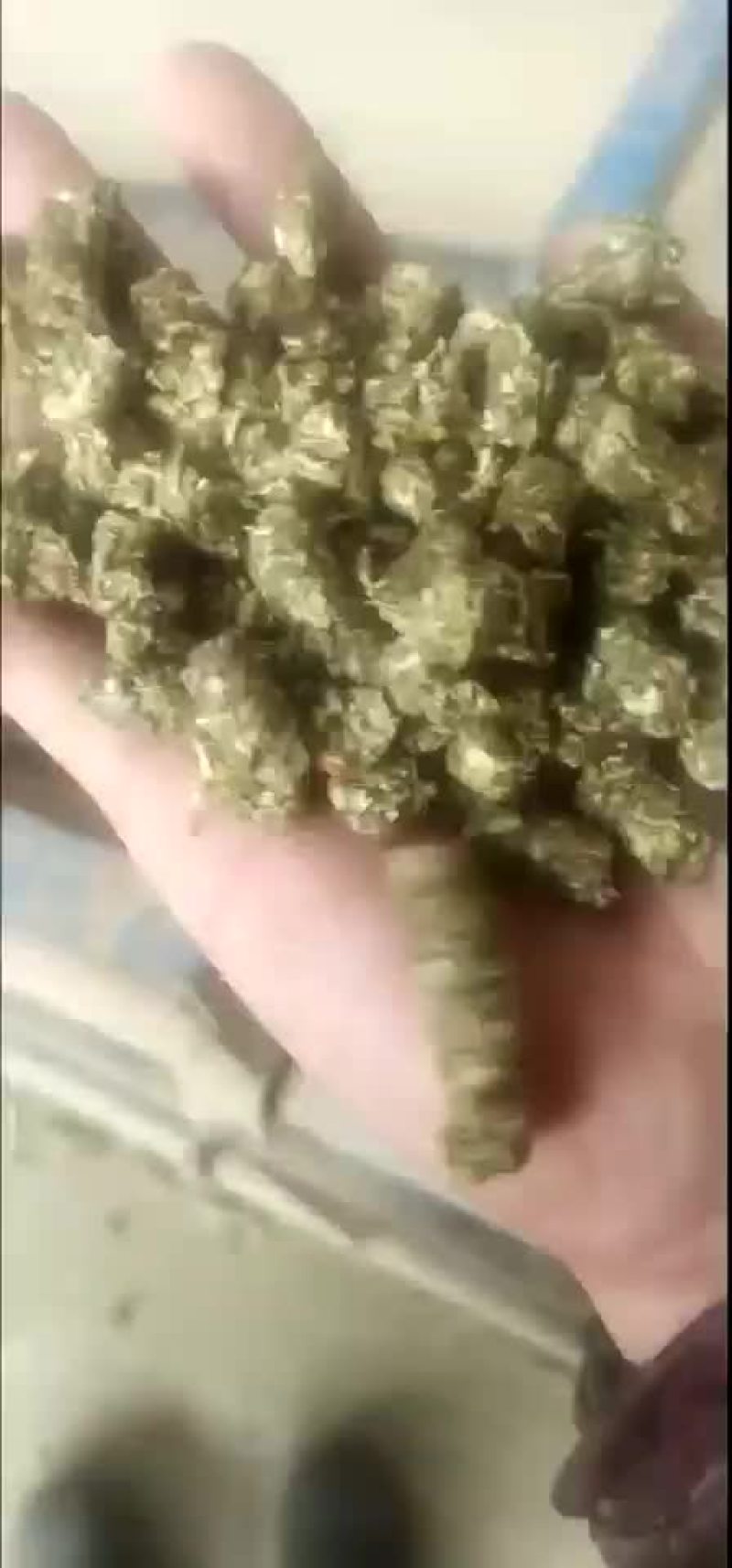 燃料颗粒