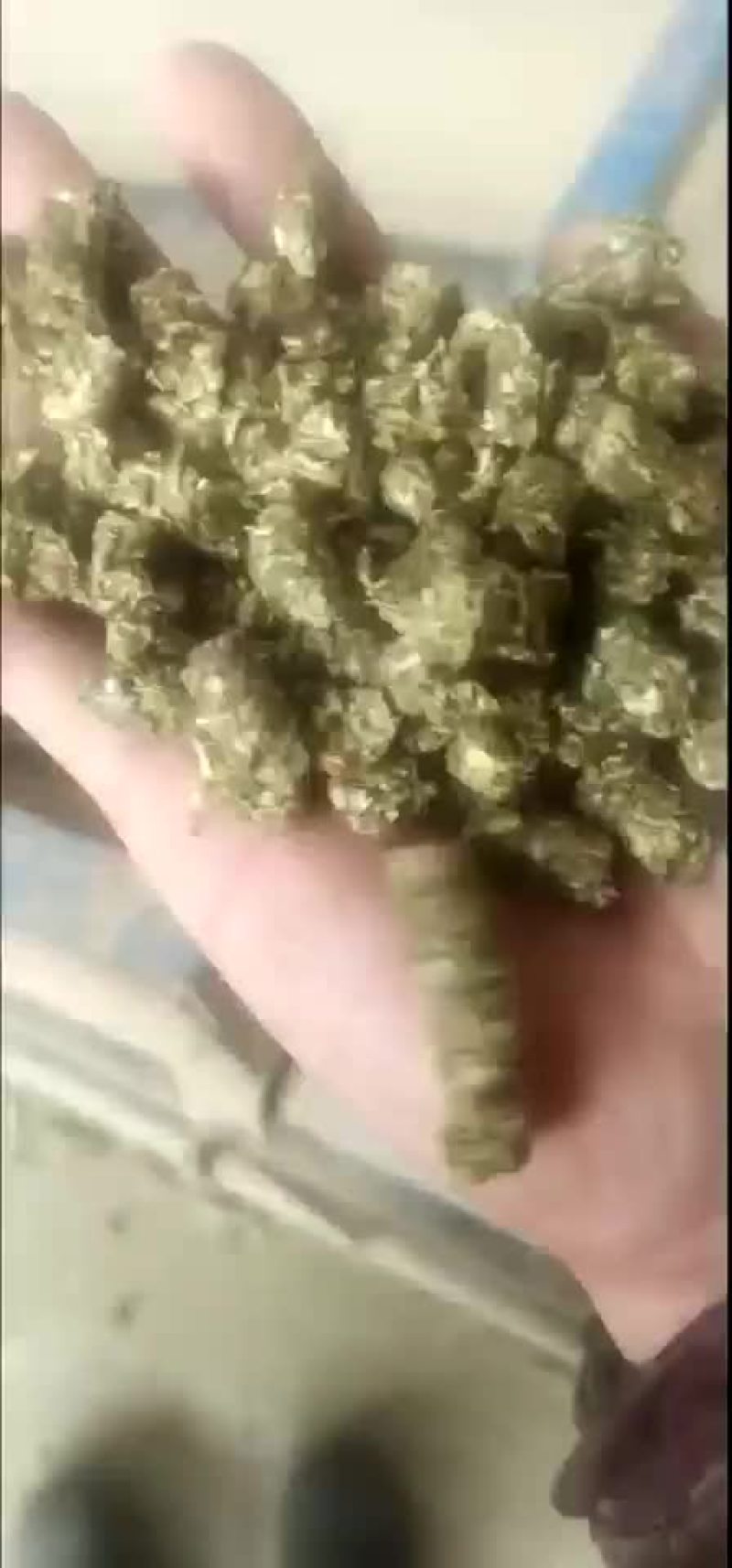 燃料颗粒