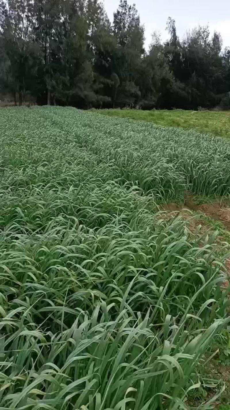 蒜苗