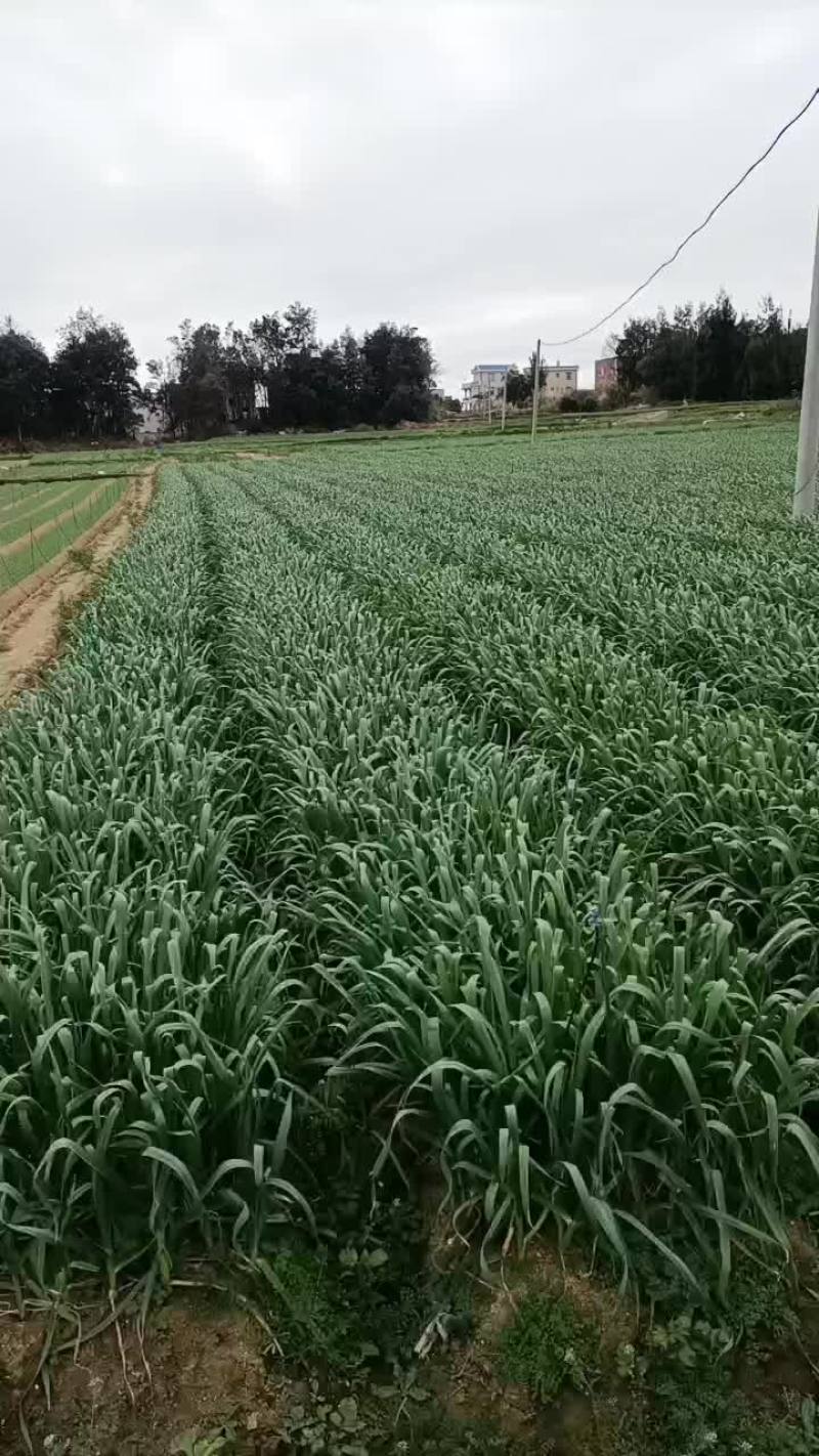 蒜苗