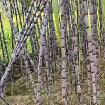 黑皮甘蔗，大量走货中…质量上乘…