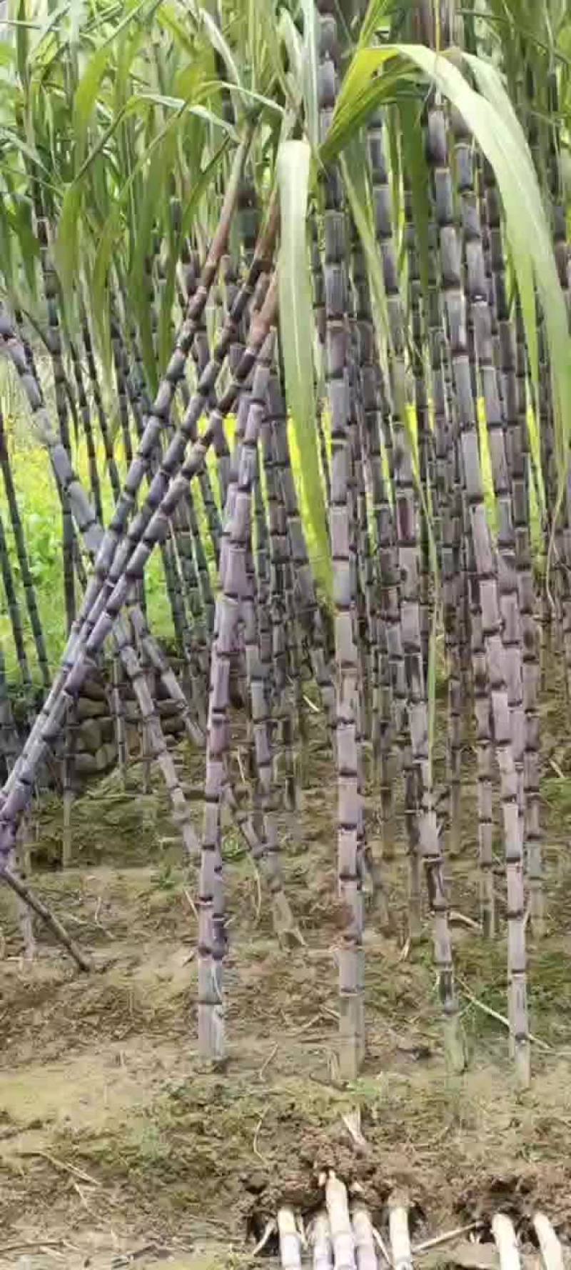 黑皮甘蔗，大量走货中…质量上乘…