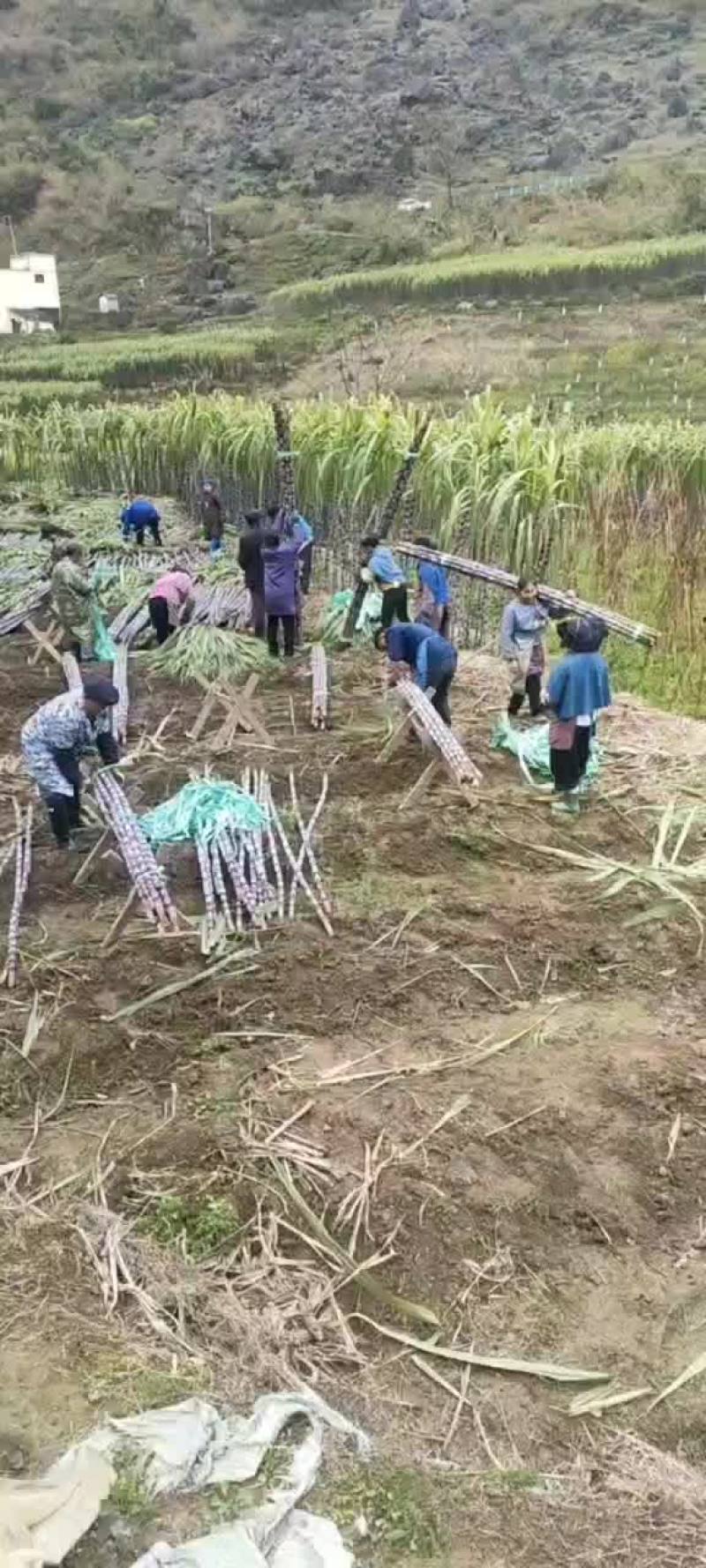 黑皮甘蔗，大量走货中…质量上乘…