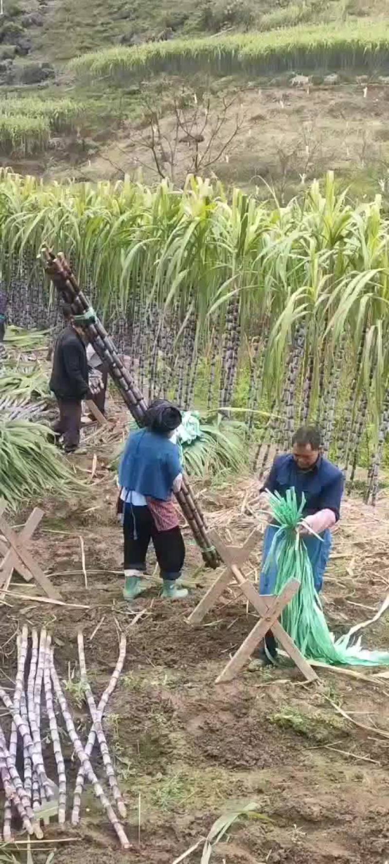 黑皮甘蔗，大量走货中…质量上乘…