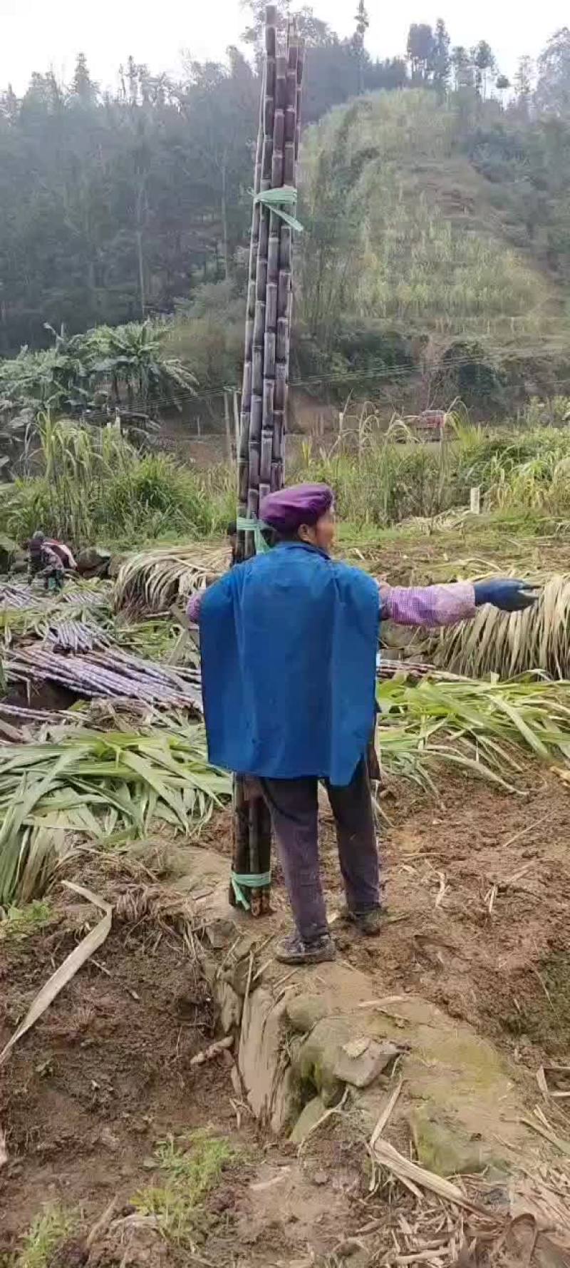 黑皮甘蔗，大量走货中…质量上乘…