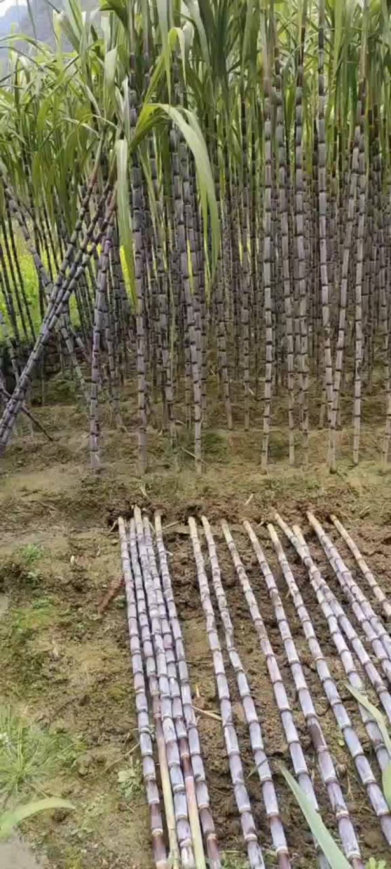 黑皮甘蔗，大量走货中…质量上乘…