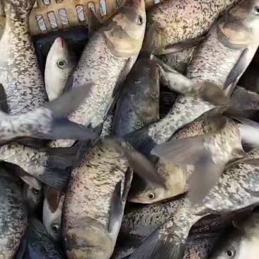 花鲢大头鱼雄鱼麻花鲢，规格1斤至20斤，可下塘放养