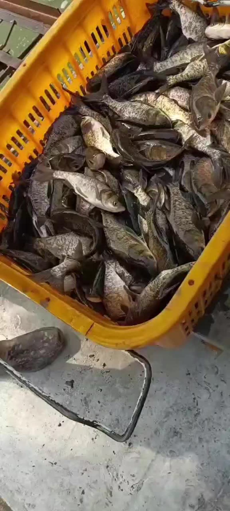 花鲢大头鱼雄鱼麻花鲢，规格1斤至20斤，可下塘放养