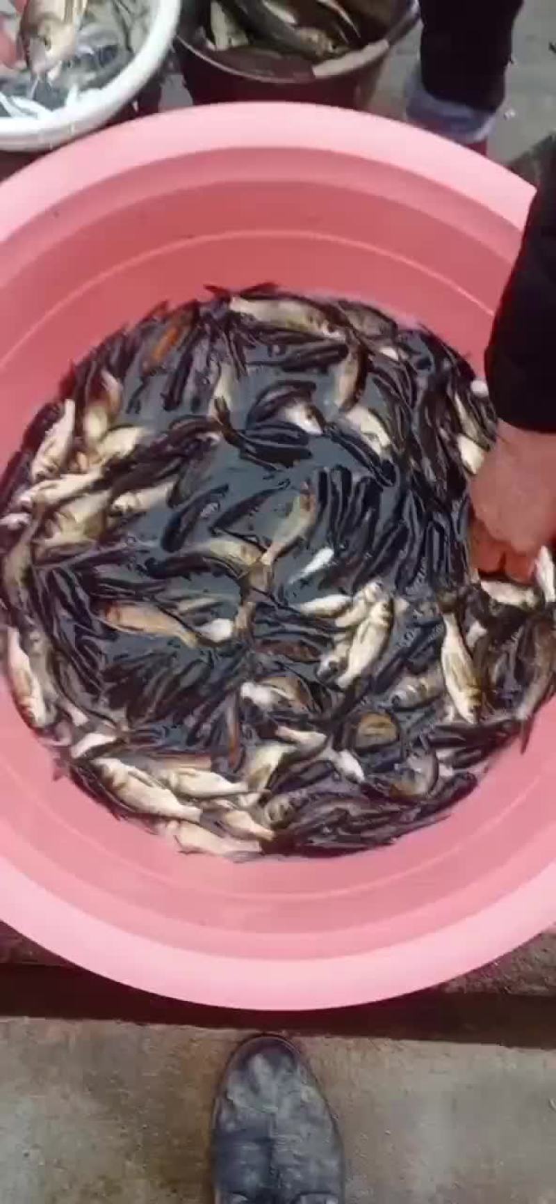 花鲢大头鱼雄鱼麻花鲢，规格1斤至20斤，可下塘放养