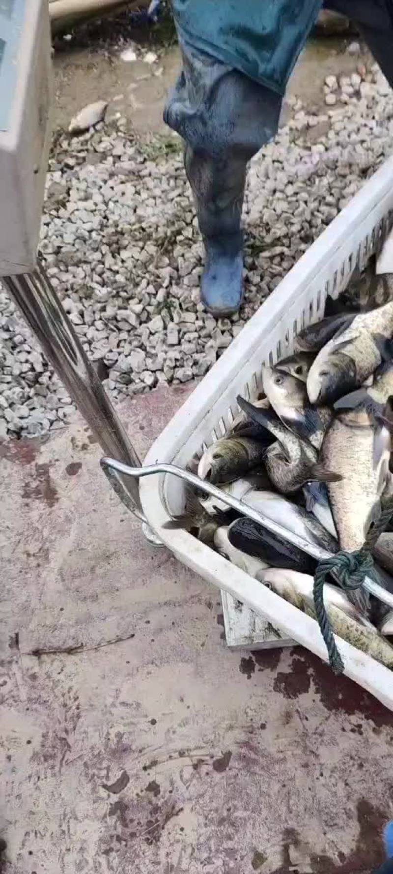 花鲢大头鱼雄鱼麻花鲢，规格1斤至20斤，可下塘放养