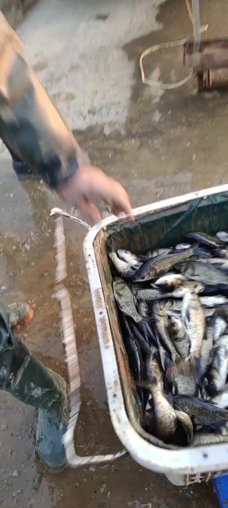 花鲢大头鱼雄鱼麻花鲢，规格1斤至20斤，可下塘放养