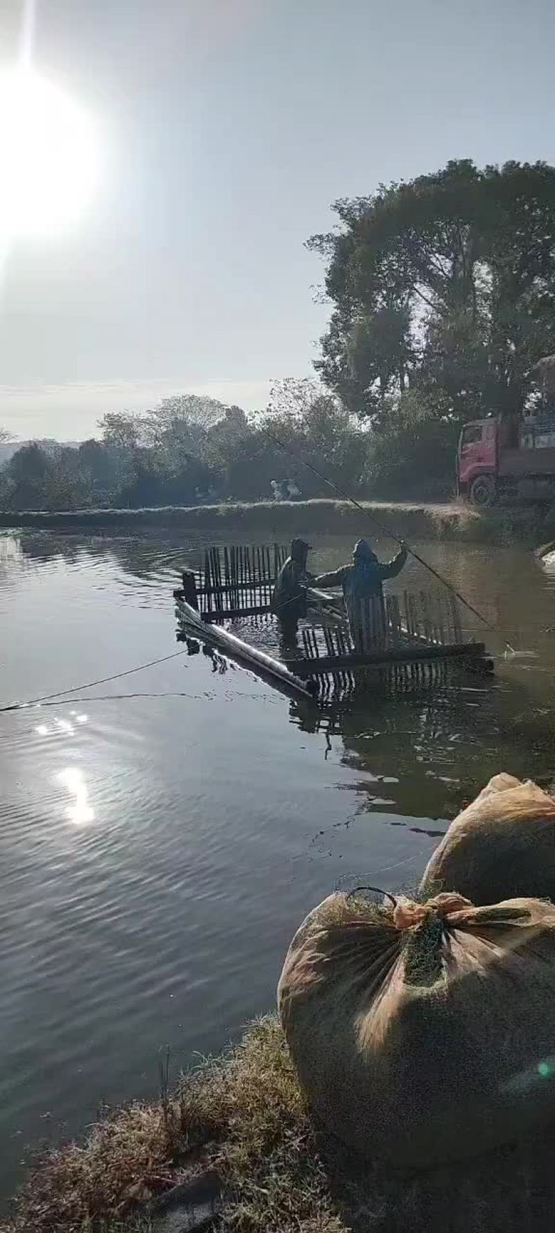 花鲢大头鱼雄鱼麻花鲢，规格1斤至20斤，可下塘放养