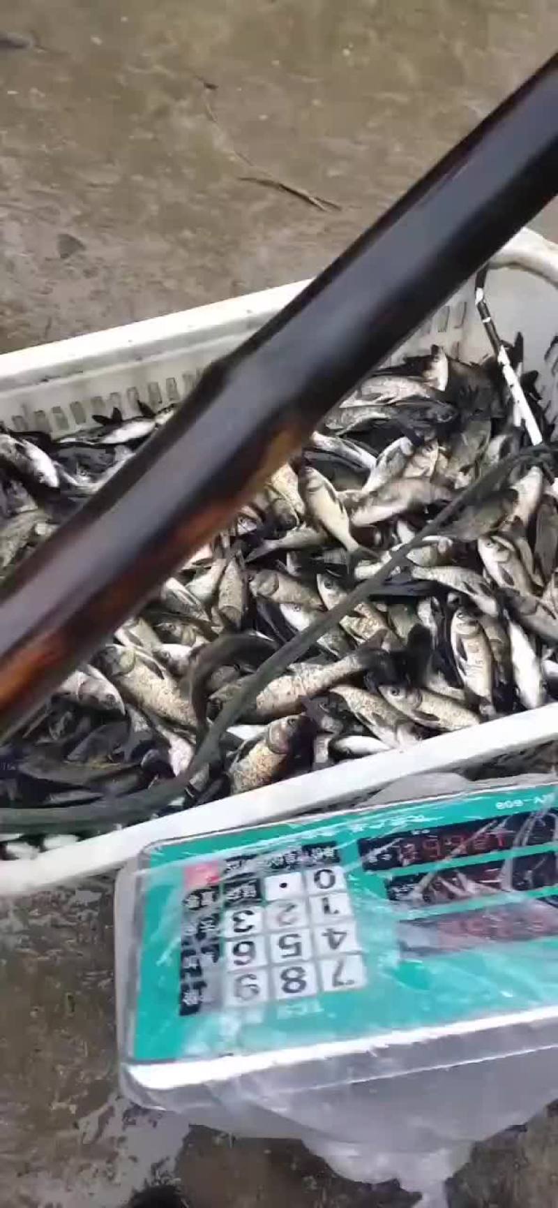 花鲢大头鱼雄鱼麻花鲢，规格1斤至20斤，可下塘放养