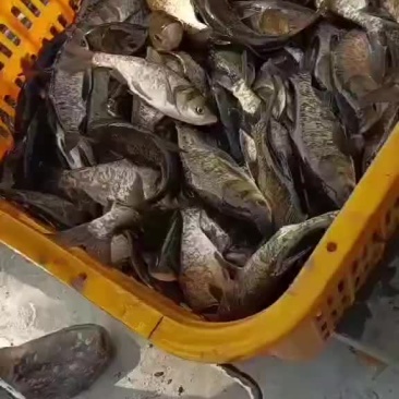 花鲢苗大头鱼苗雄鱼苗麻花鲢，10公分至3斤，可下塘放养