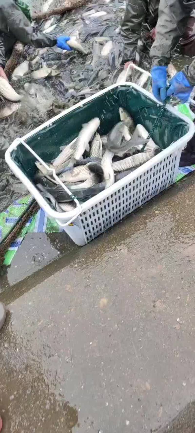 大小草鱼，条形好，1至15斤，规格齐全，可以下塘放养