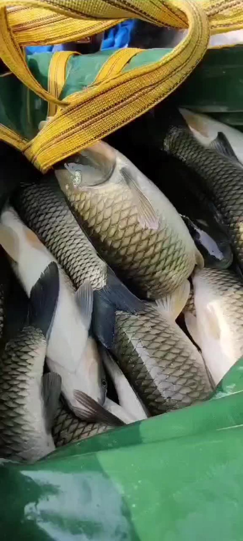 大小草鱼，条形好，1至15斤，规格齐全，可以下塘放养