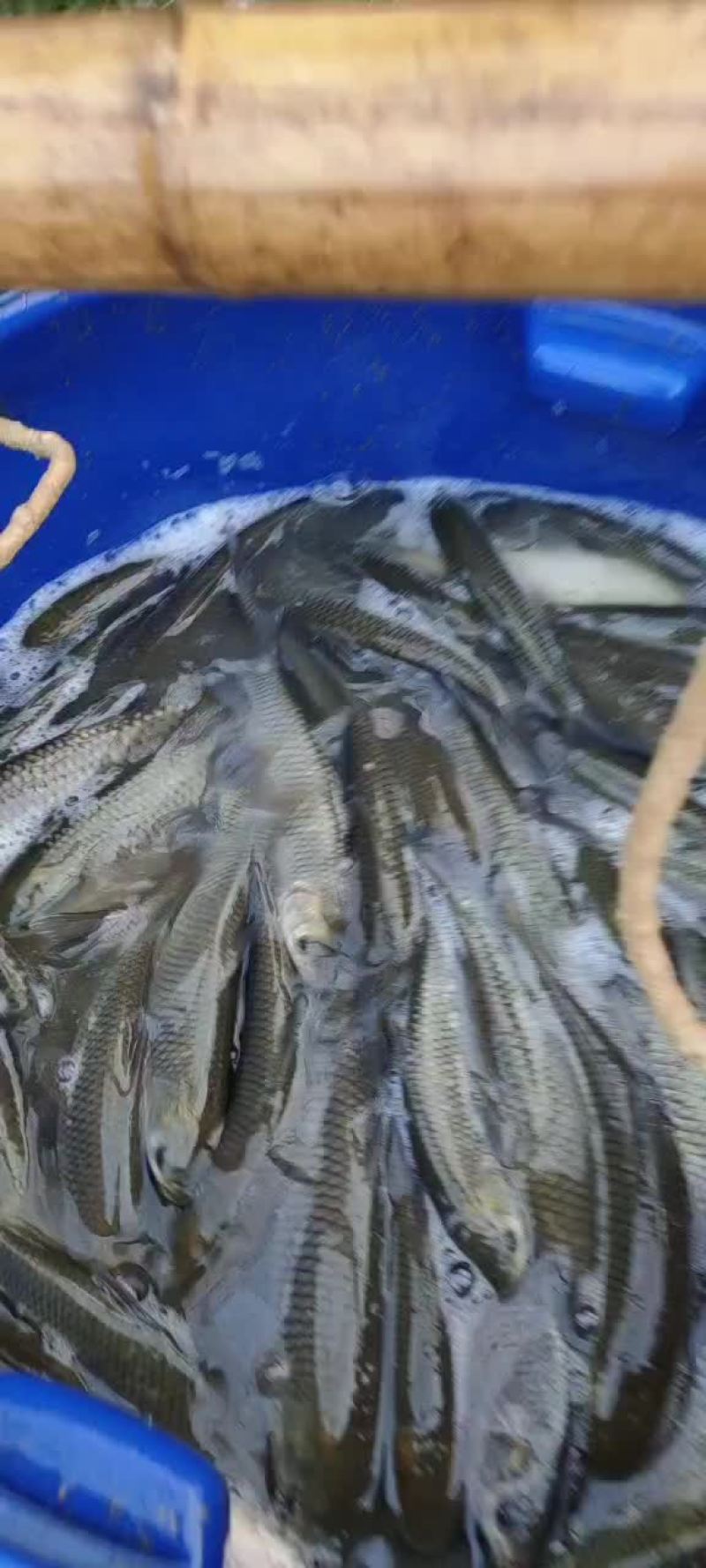 大小草鱼，条形好，1至15斤，规格齐全，可以下塘放养