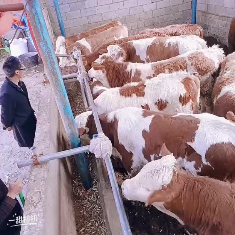 西门塔耳牛三百斤到八百斤价格十八块一斤八百斤以上的十六块