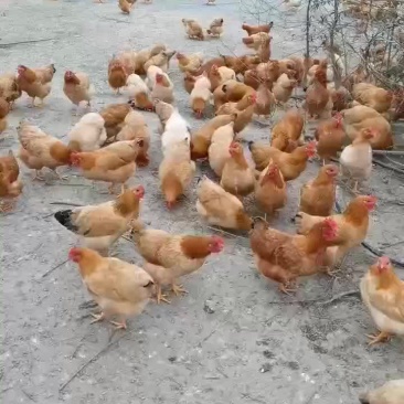 林下散养和田鸡