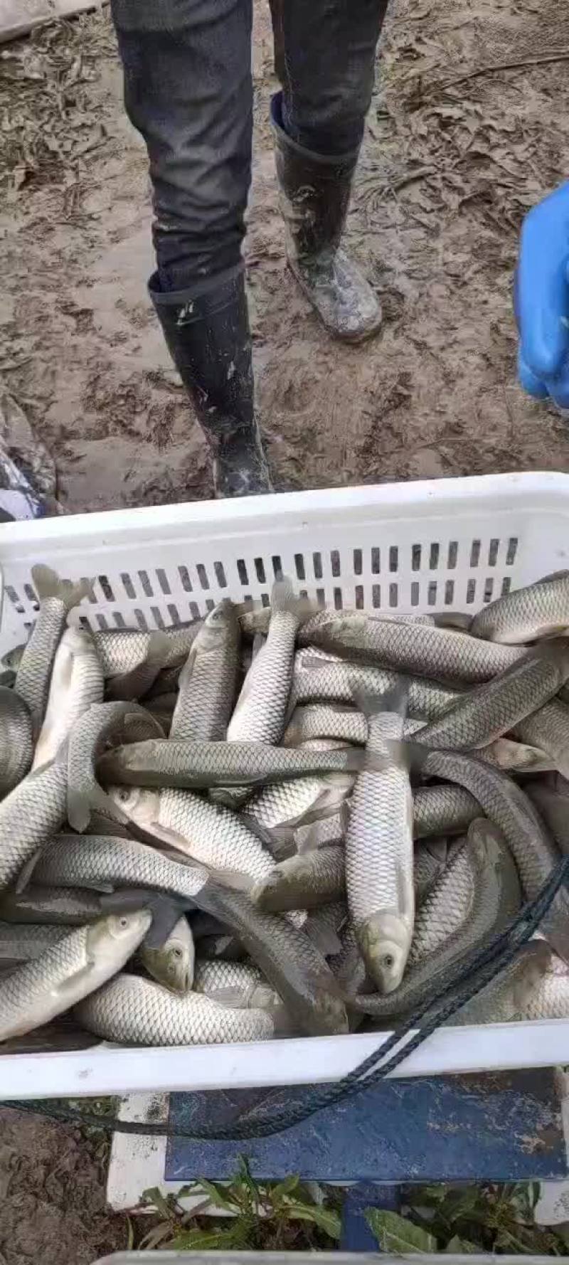 大小规格草鱼苗，小中大草鱼苗都有，可以放心下塘