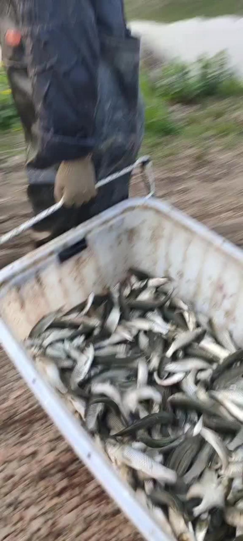 大小规格草鱼苗，小中大草鱼苗都有，可以放心下塘