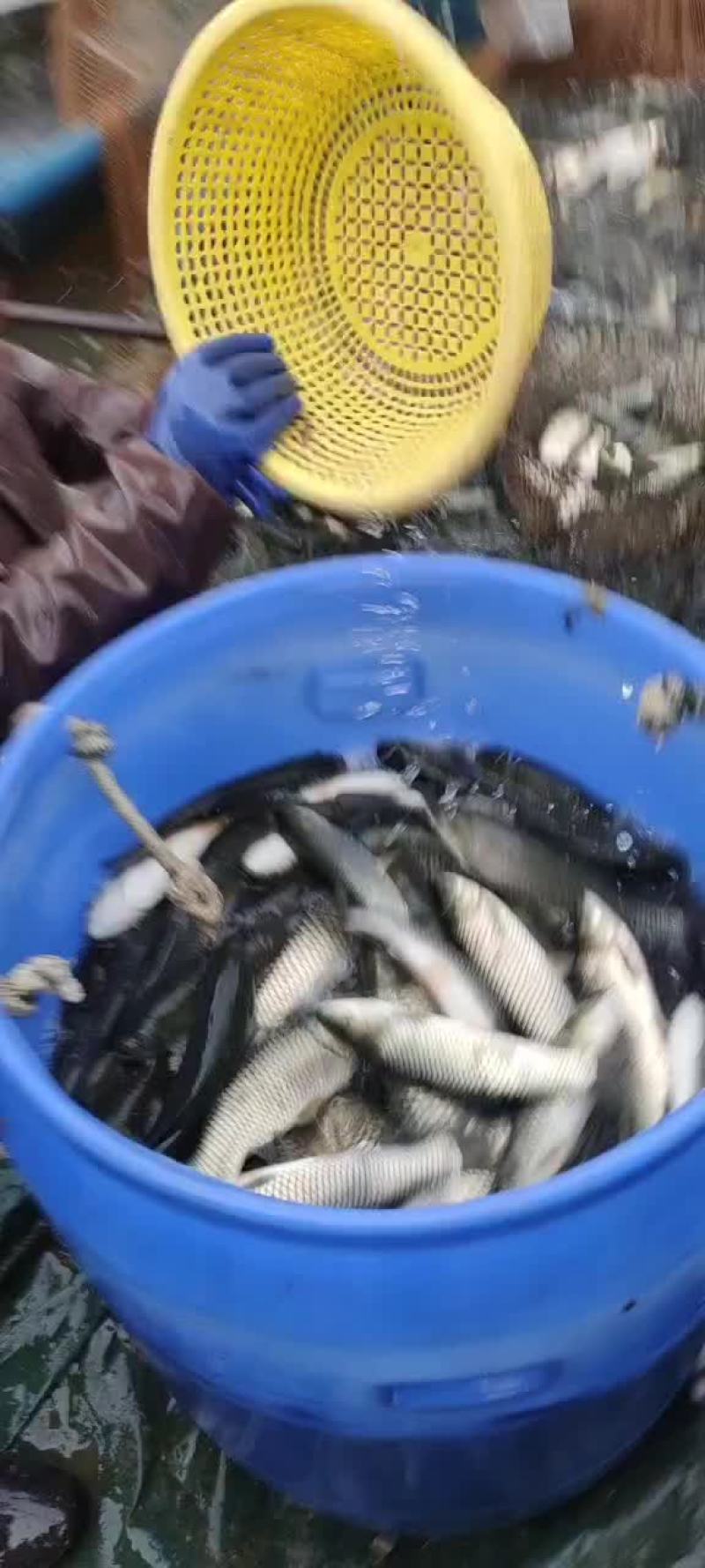 大小规格草鱼苗，小中大草鱼苗都有，可以放心下塘