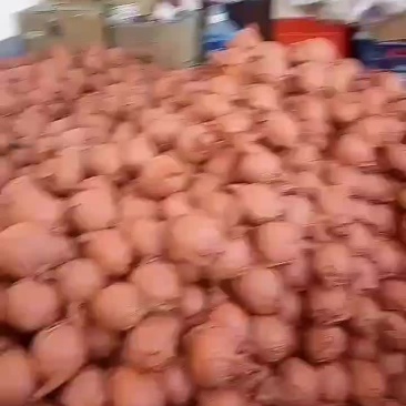 精品酥梨
